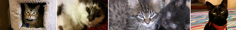 Your Cat's Companion